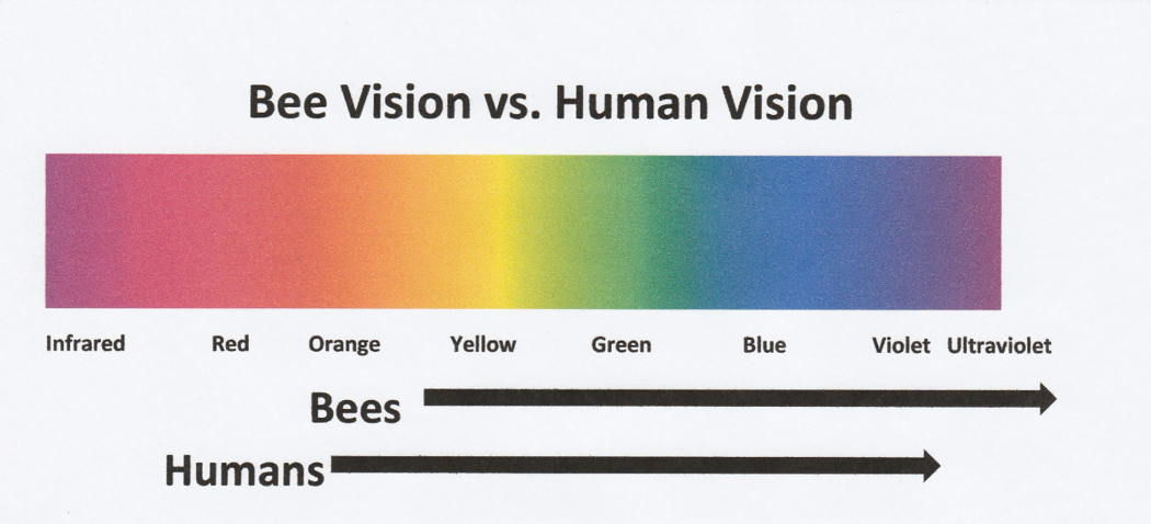 Bee Vision vs Human Vision – Cherokee Beekeepers Club